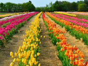 Tulip Field