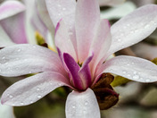 Magnificent Magnolia