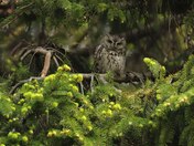 Screech Owl