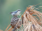 Nuthatch
