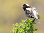 The Bobolink