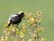 Bobolink
