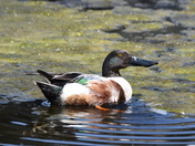 Northern Shoveler