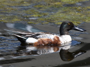 Reflections of a Shoveler