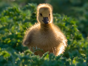 Baby Goose