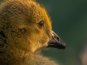 Baby Goose