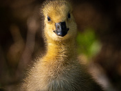 Baby Goose
