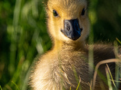 Baby Goose