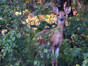 Who's there ??