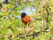 Amongst the blossoms