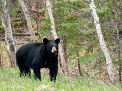 Riding Mountain National Park