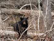 Riding Mountain National Park
