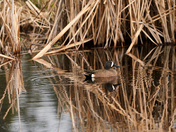 Blue-Winged Teal