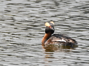 Horned Grebe colours