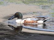 Dribbling Shoveler