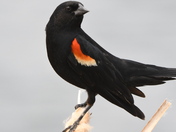 Redwing in breeding mode