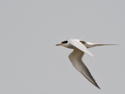 Common Tern