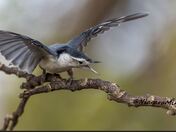 nuthatch not amused