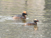 Pair of Horned Grebes