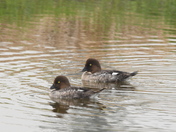 Immature Goldeneyes