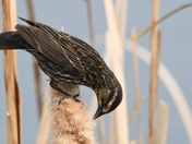 Nesting material