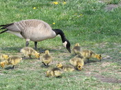 Goose family
