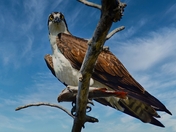 Osprey with Dinner 