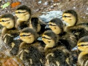 Mallard chicks