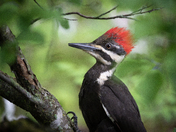 Pileated Woodpecker