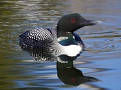 Common loon