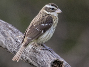 Rose-breasted Grosbeak