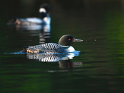 Lazy Loon