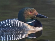 Loon Face