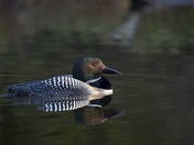 Loon Portrait 