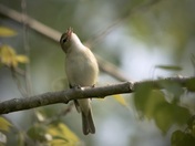 Warbling vireo