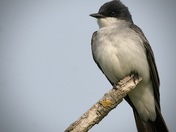 Eastern Kingbird