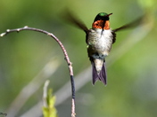 Ruby-Throated Hummingbird