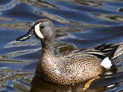 Male Bluewing Teal