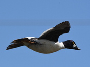 Flight of the Goldeneye 