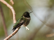 Ruby-throated Hummingbird 