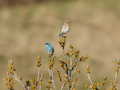 Mr. & Mrs. Bluebird 