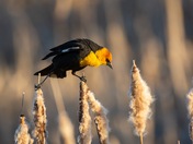 Yellow-headed blackbird 