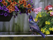 Common Grackle gorgeous colours 