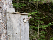 Nesting Merganser