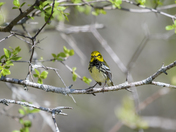 Black-throated Green Warbler