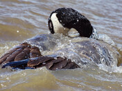 Goose Bath