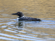 Common loon on a quiet and chilly spring morning