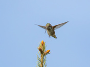 Coming in for a Landing