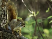 Red squirrel