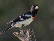 Rose-breasted Grosbeak